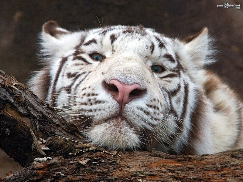 White tiger resting on a log