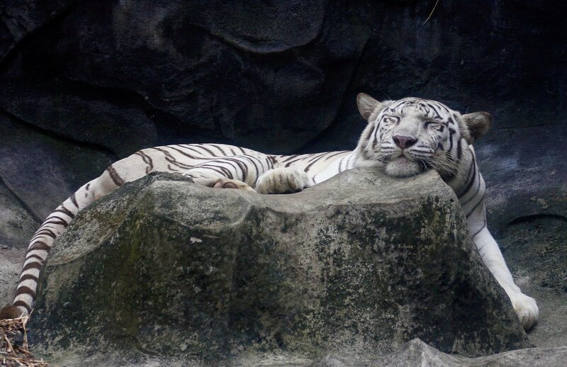 White tiger resting on a rock