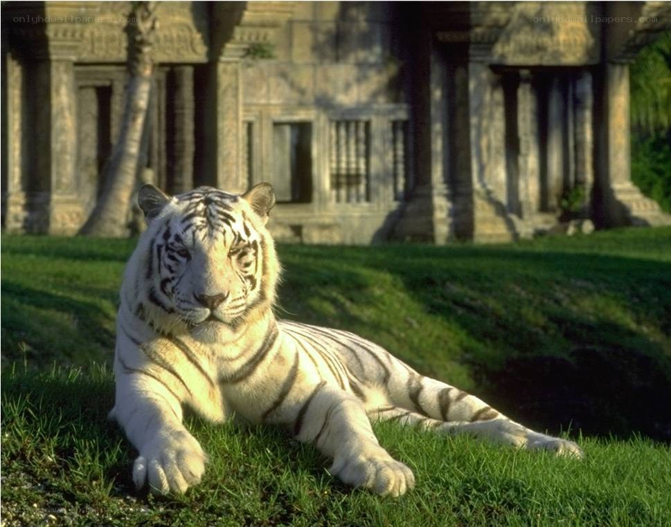 White tiger resting on grass