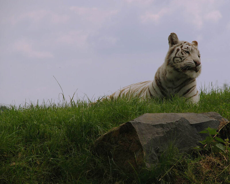 white tiger resting on grass