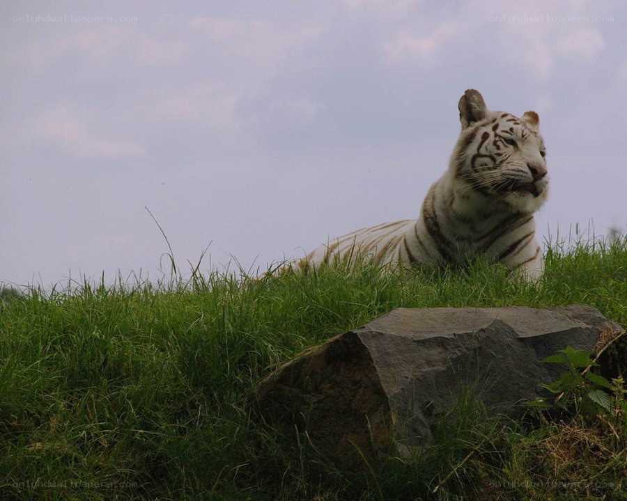 white tiger resting on grass