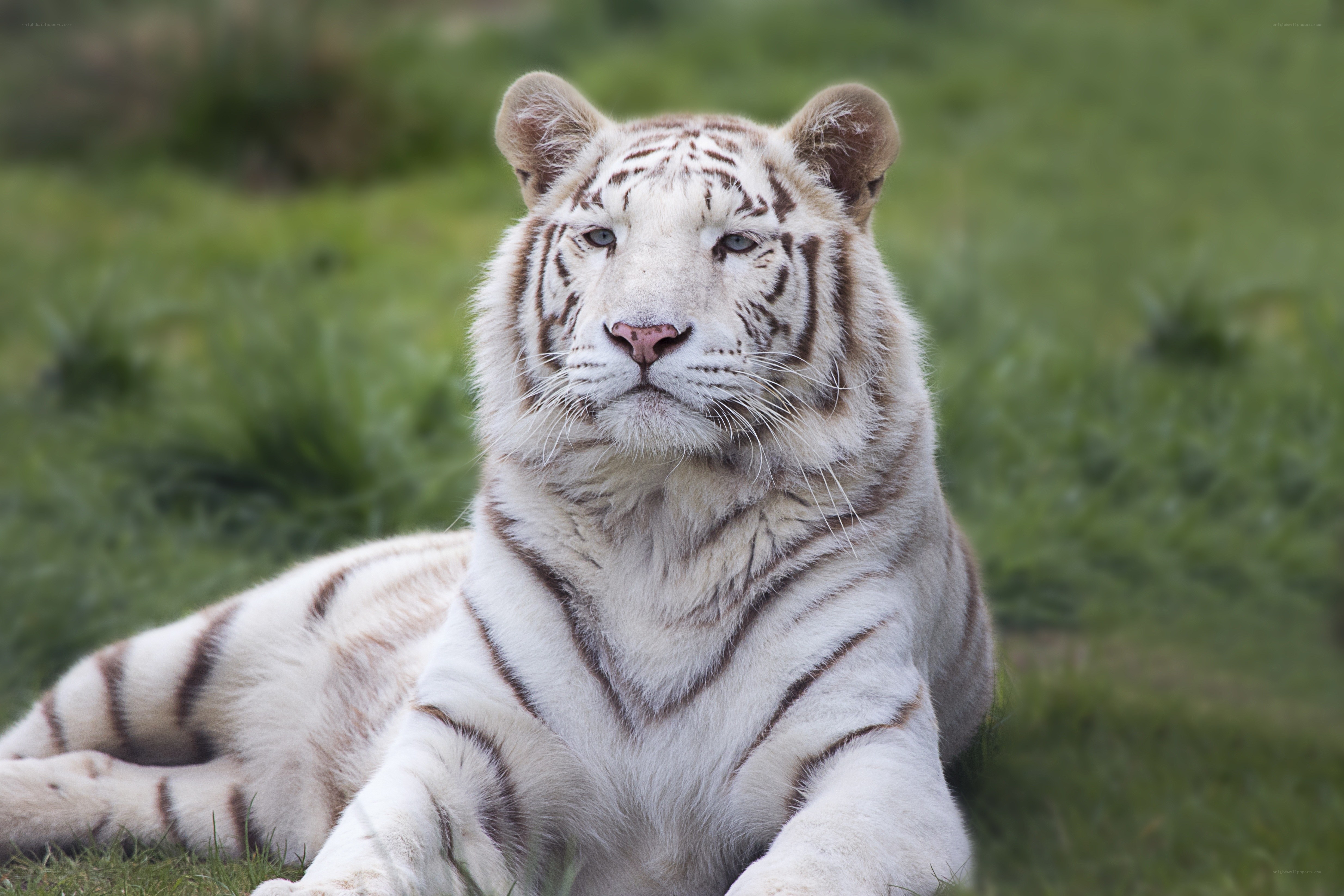 white tiger resting on grass