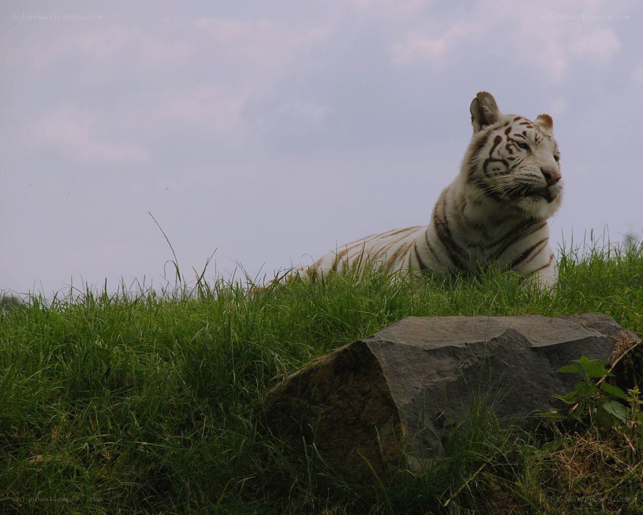 White tiger resting on grass