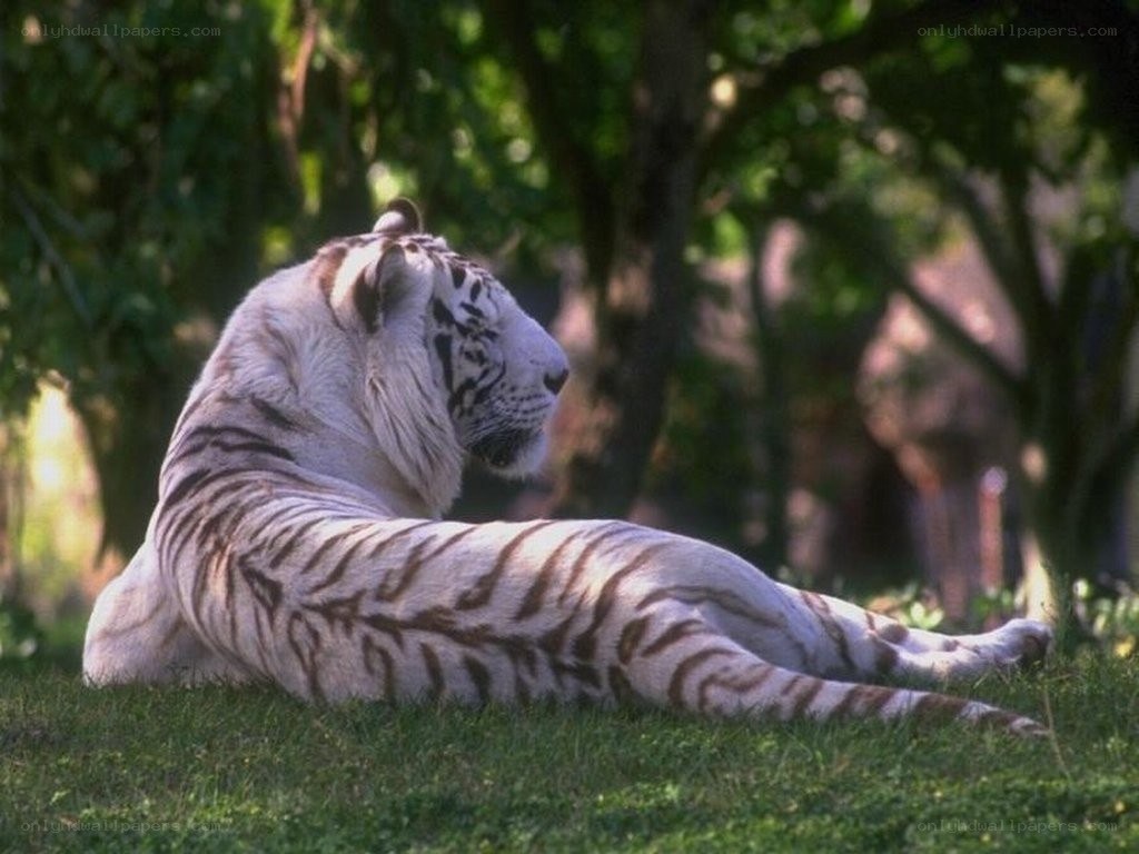 white tiger resting on grass