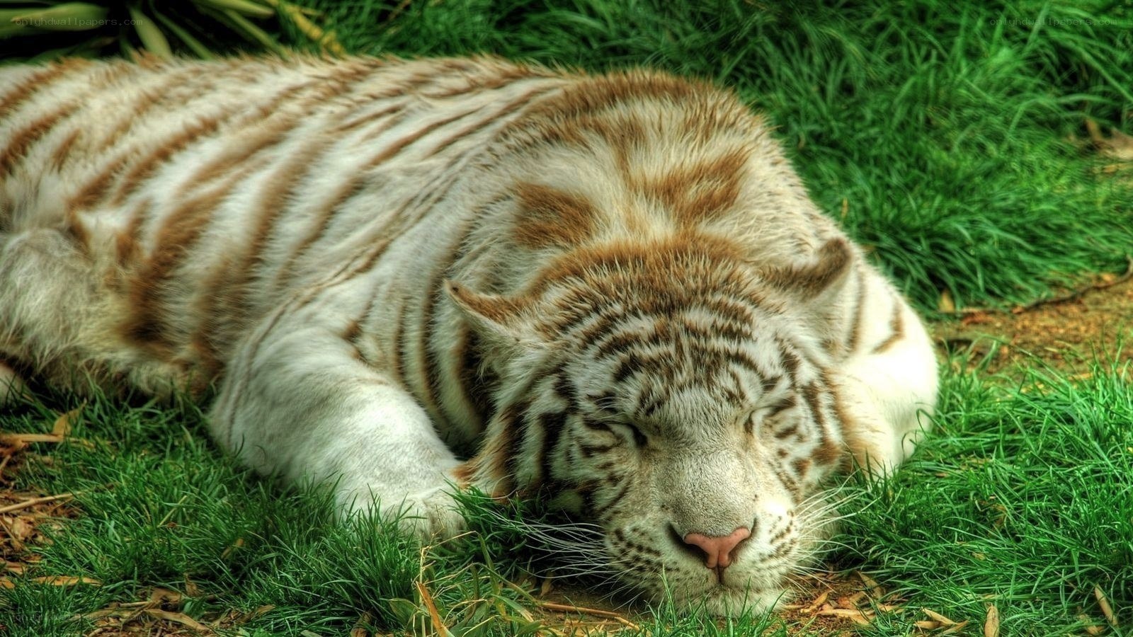 white tiger resting on grass