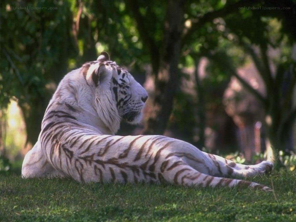 white tiger resting on grass