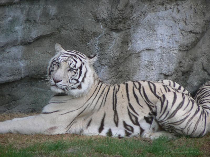 white tiger resting on grass