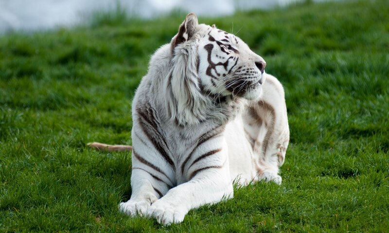 white tiger resting on grass