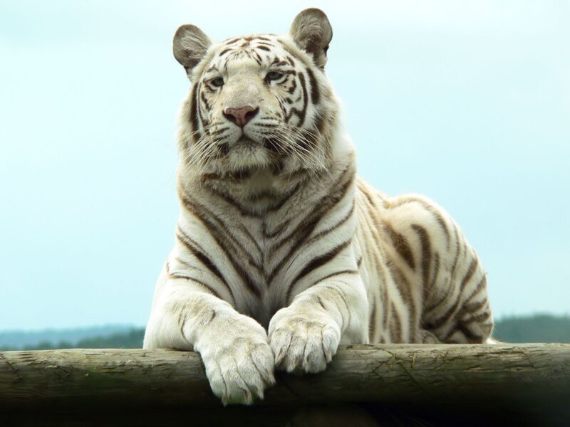 White tiger resting on log