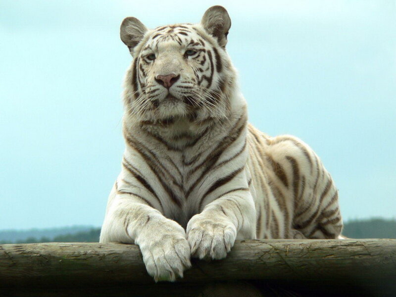 White tiger resting on log