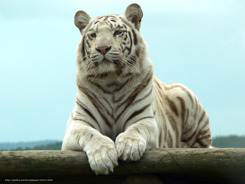 white tiger resting on log