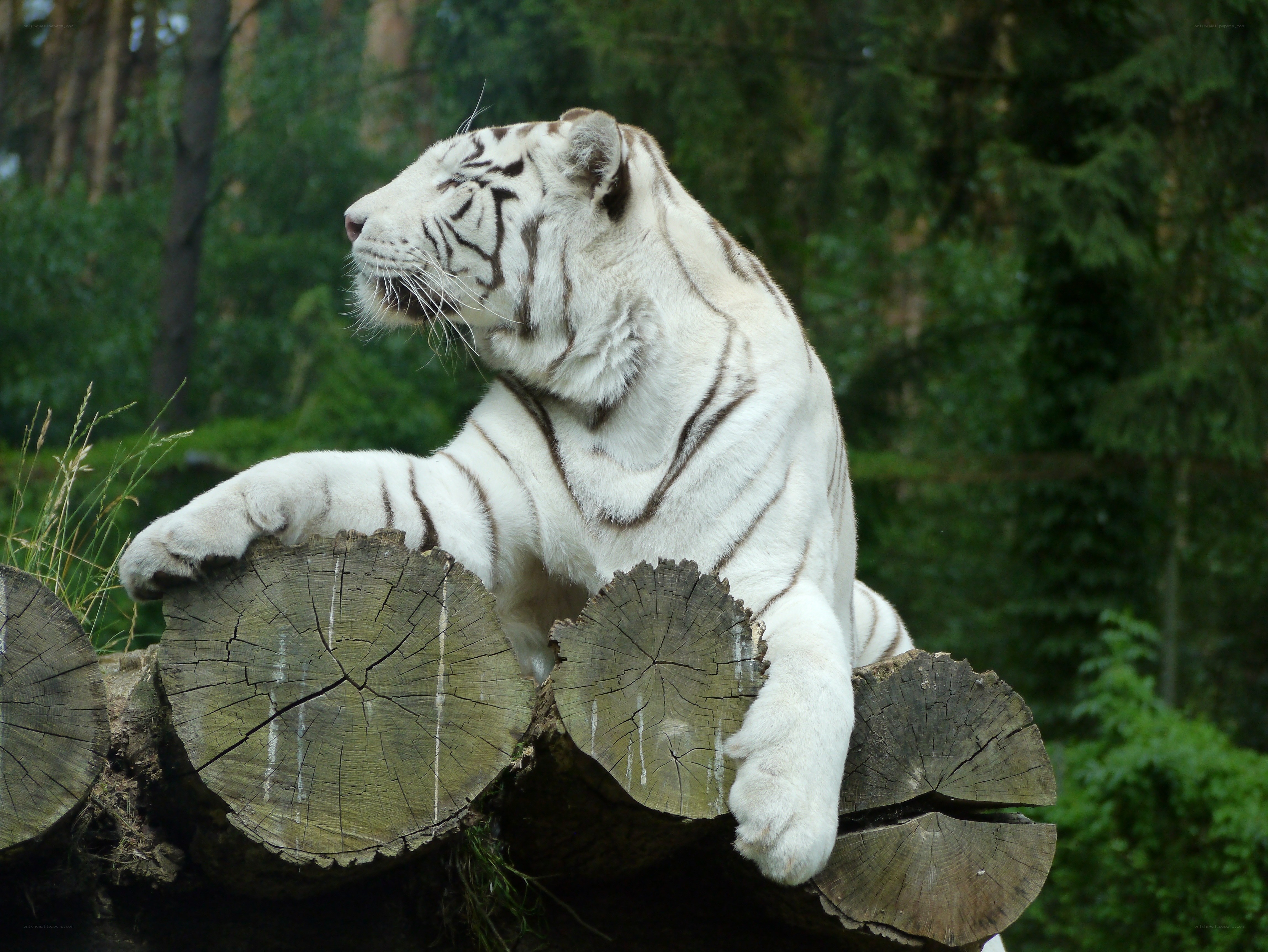 White tiger resting on logs