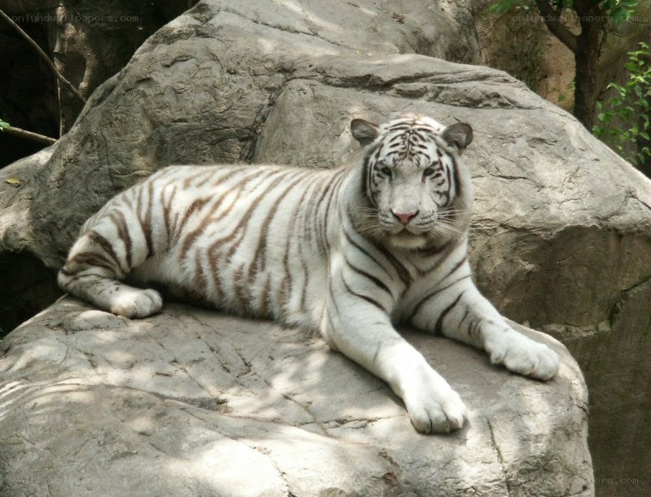 White tiger resting on rock
