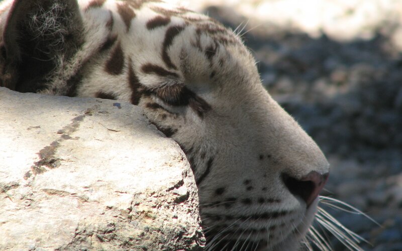white tiger resting on rock