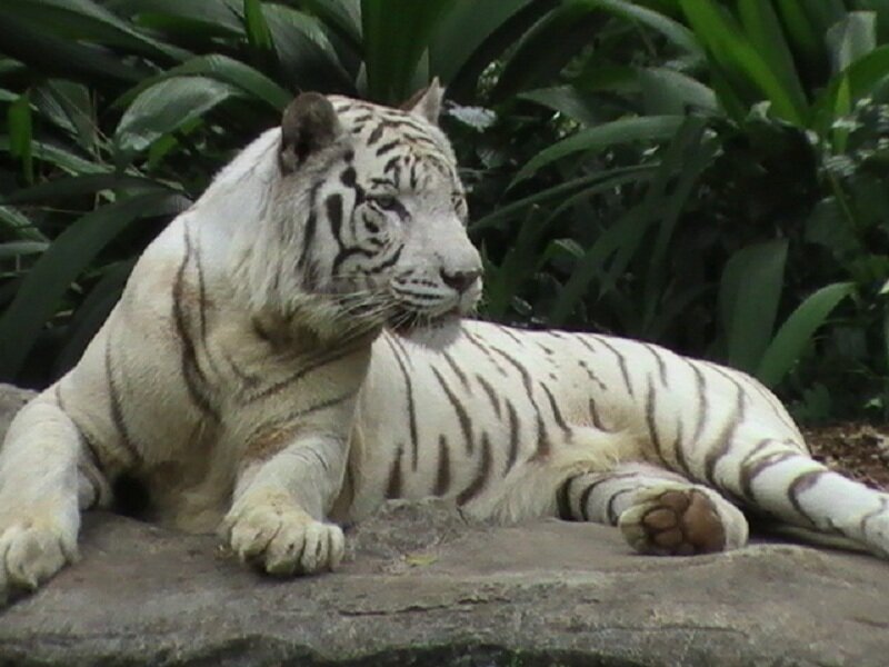white tiger resting on rock