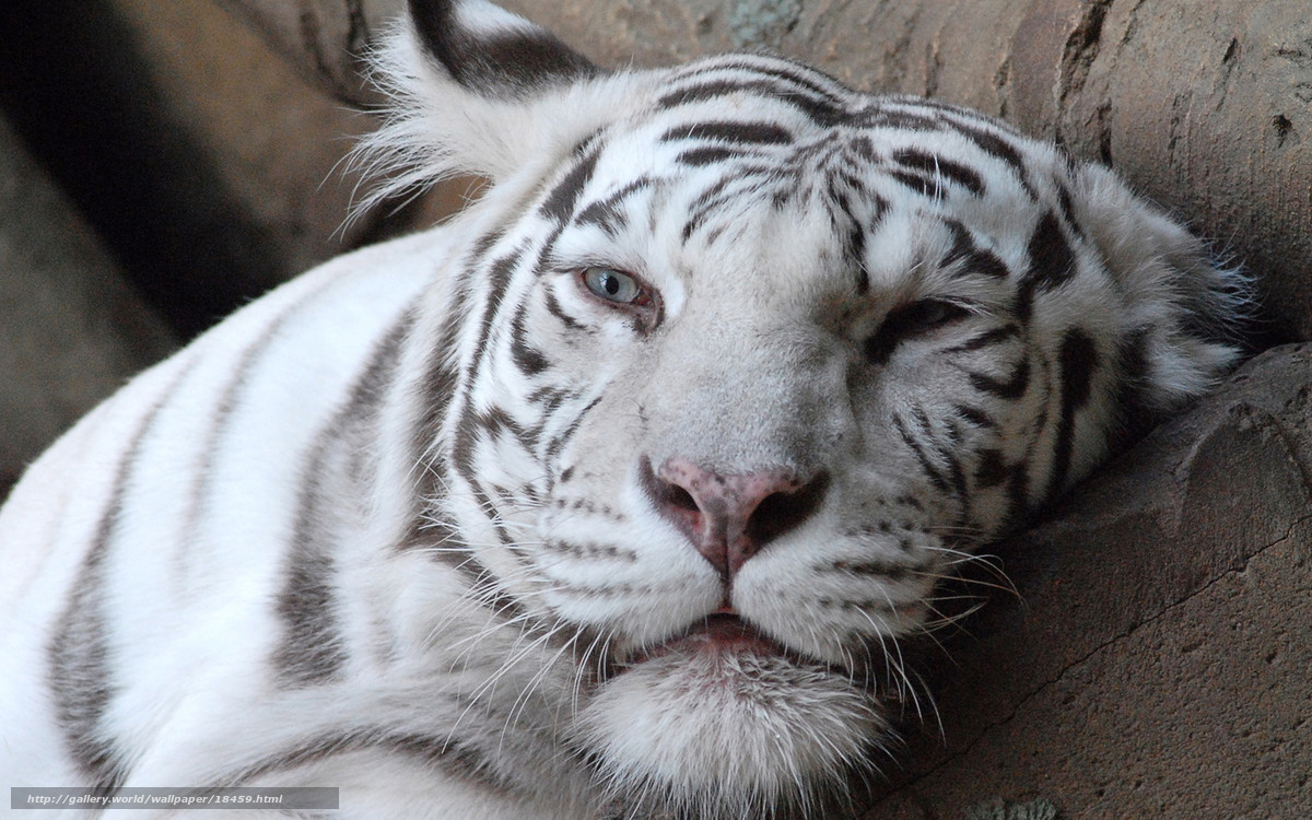 White tiger resting on rock