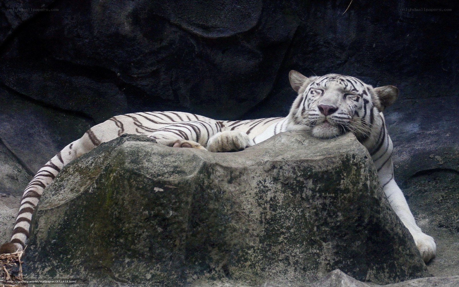 White tiger resting on rock