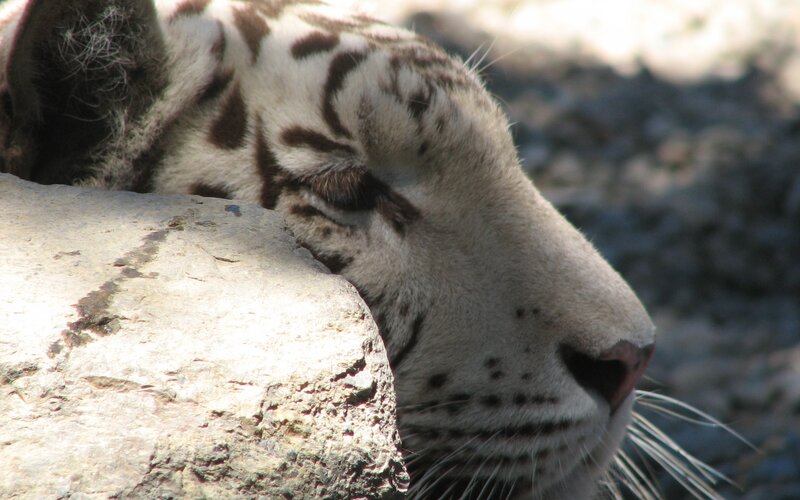 white tiger resting on rock