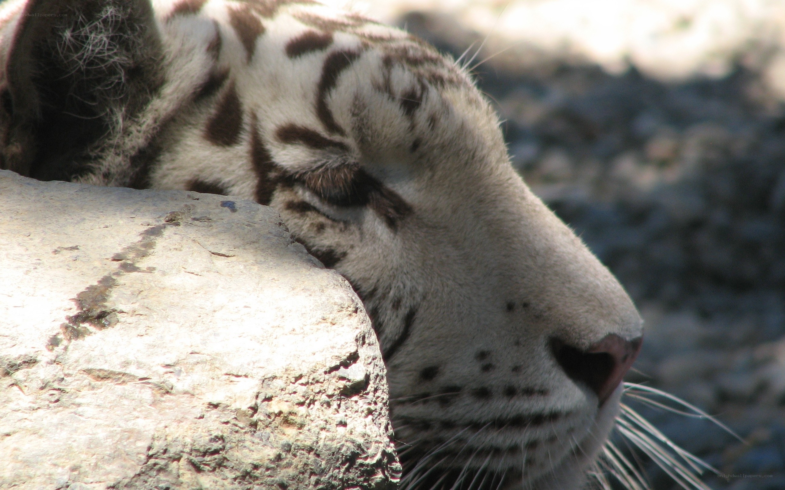 white tiger resting on rock