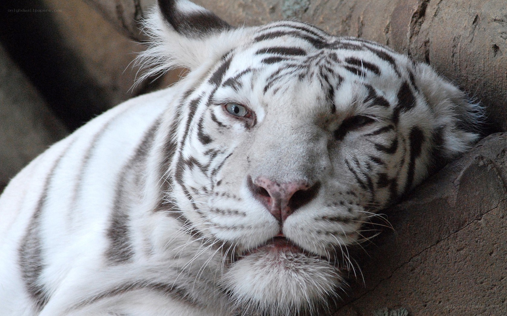 White tiger resting on rock