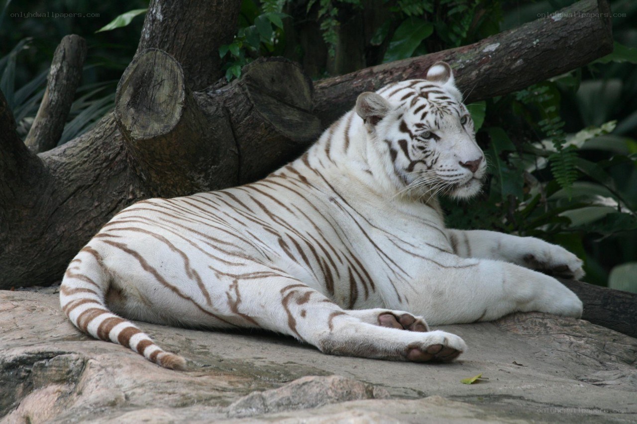 White tiger resting on rock