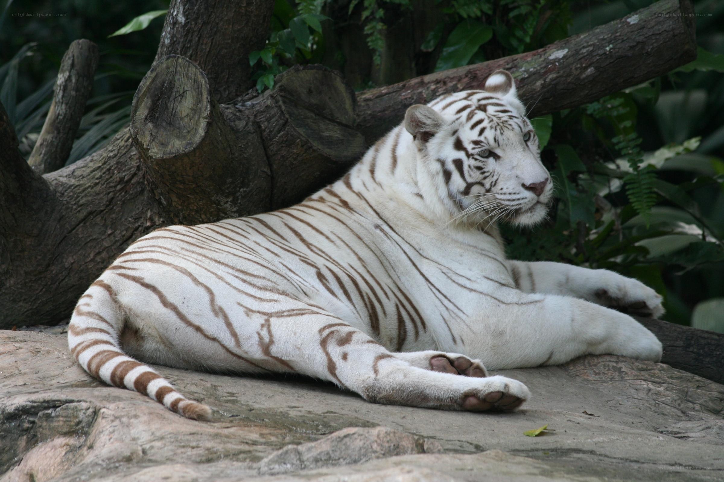 White tiger resting on rock