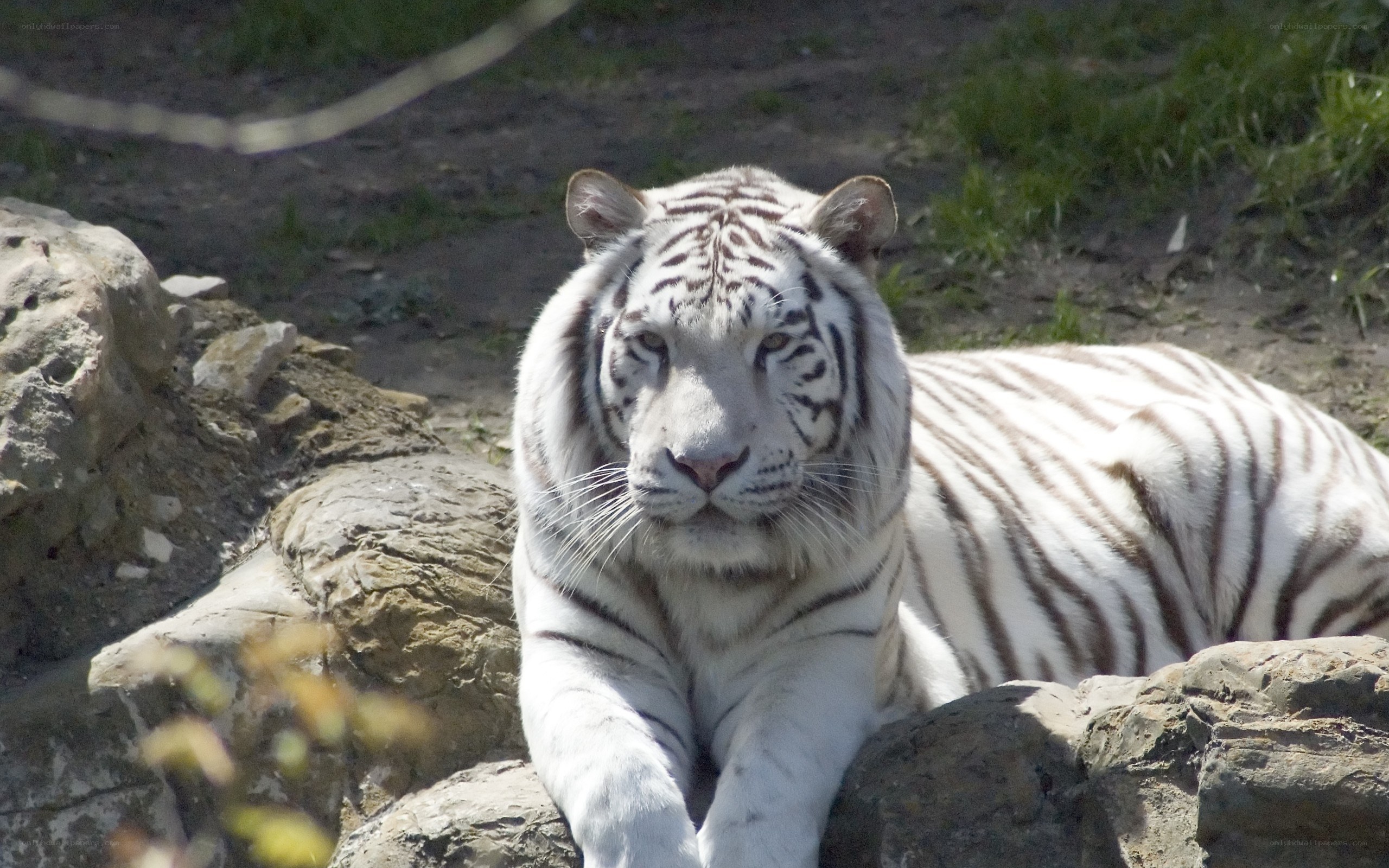 white tiger resting on rocks