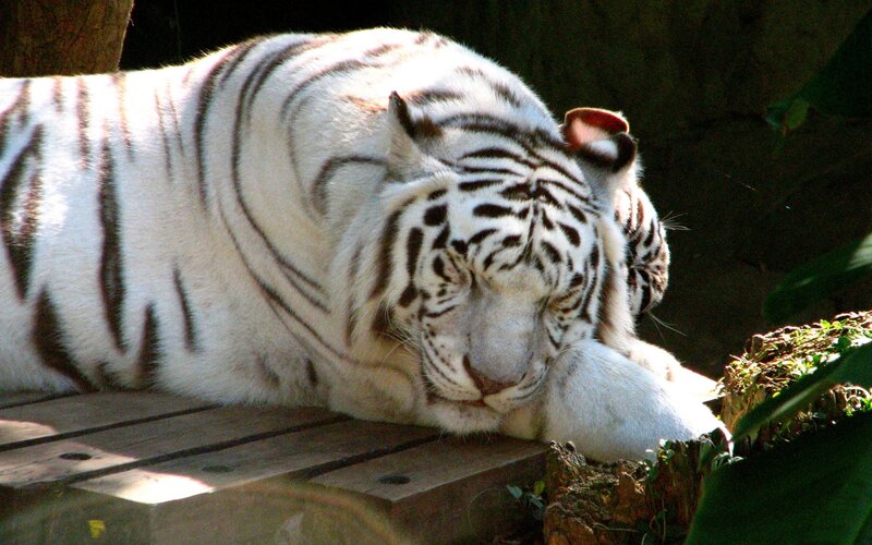 white tiger resting on wood