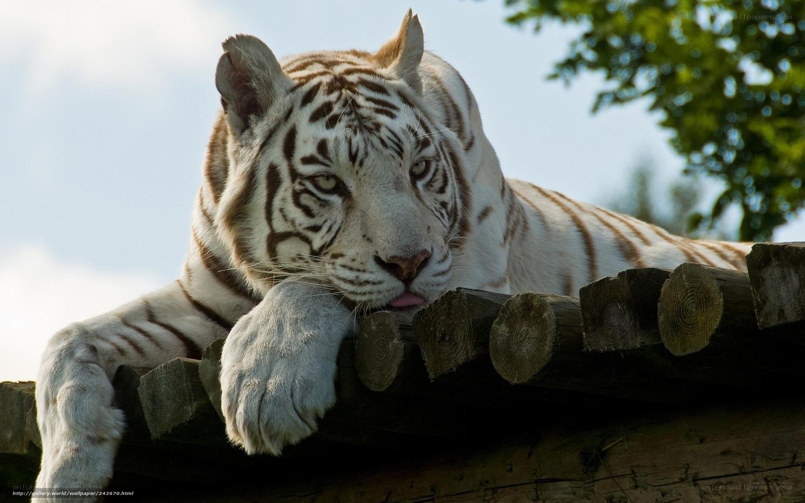 white tiger resting on wood
