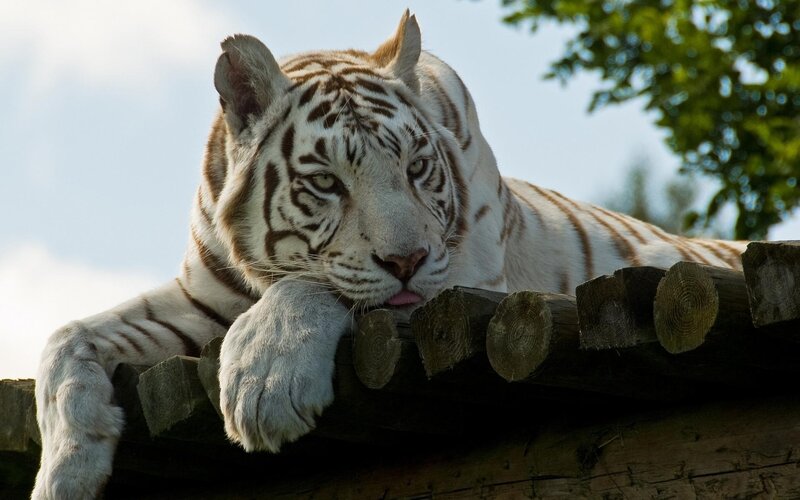 White tiger resting on wooden beam