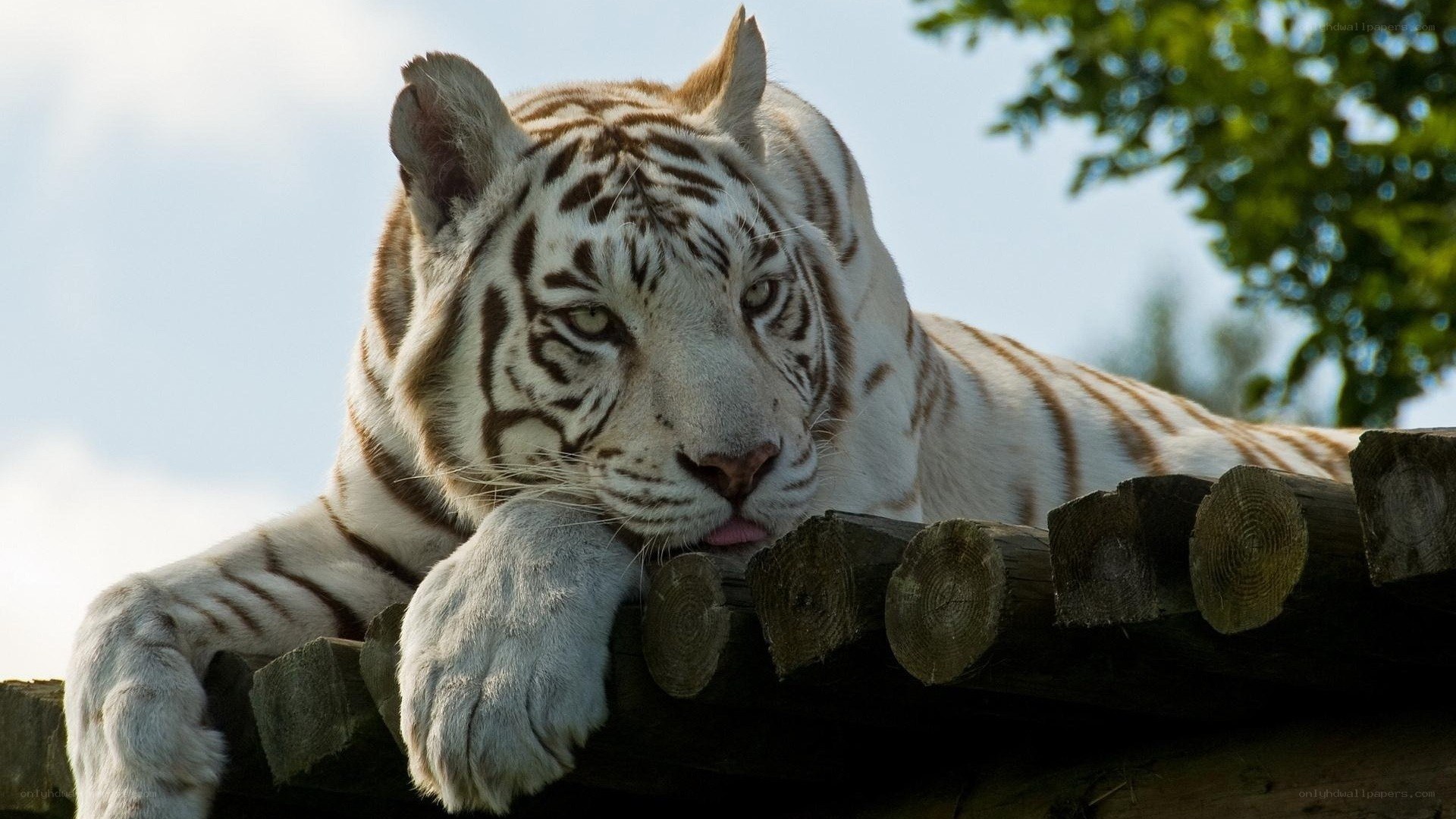 White tiger resting on wooden structure