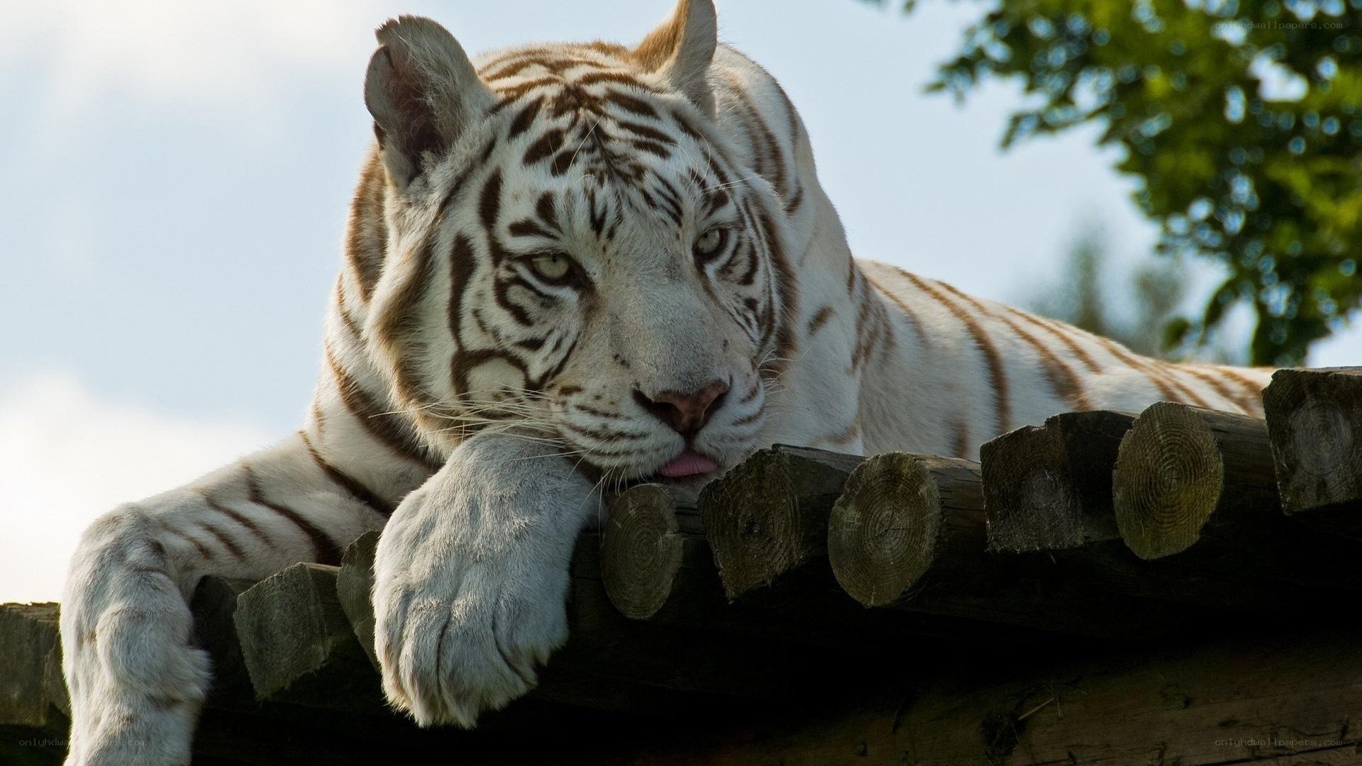 white tiger resting on wooden structure