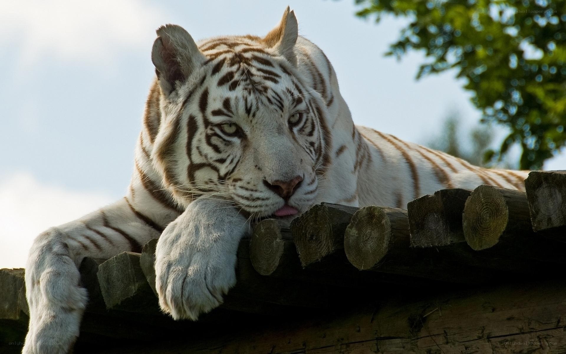White tiger resting on wooden structure