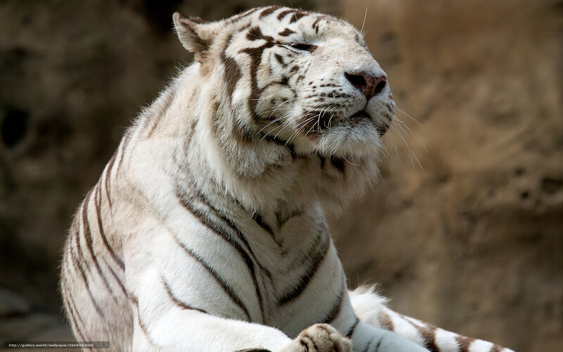 White tiger resting peacefully