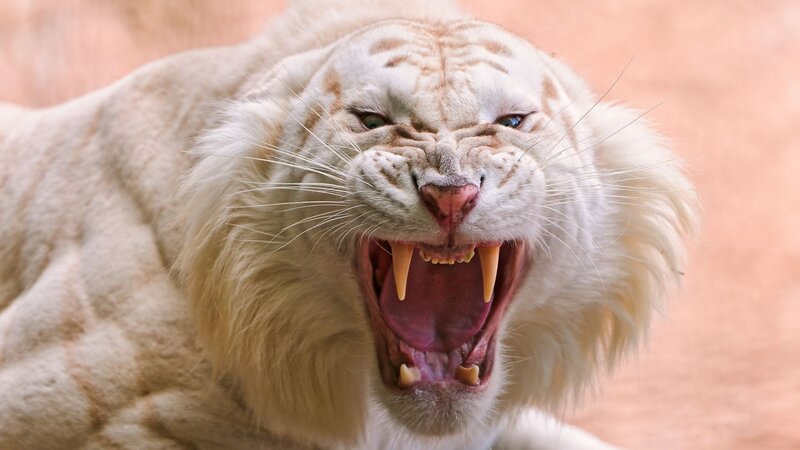 white tiger roaring