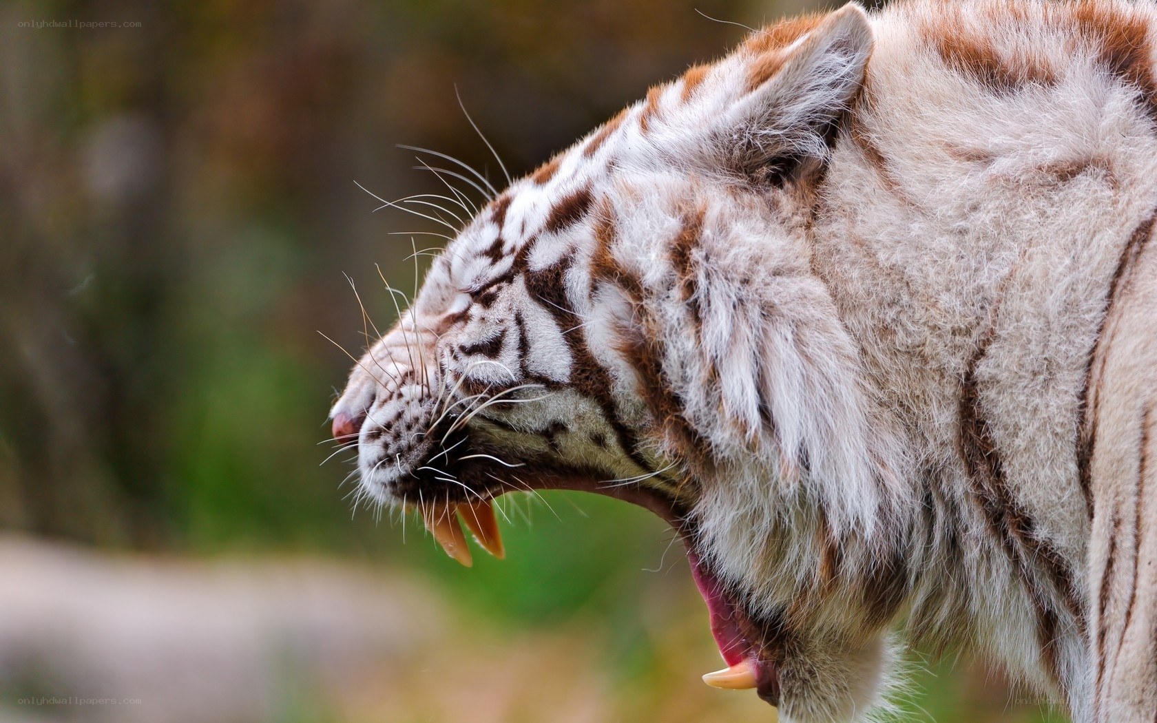 white tiger roaring