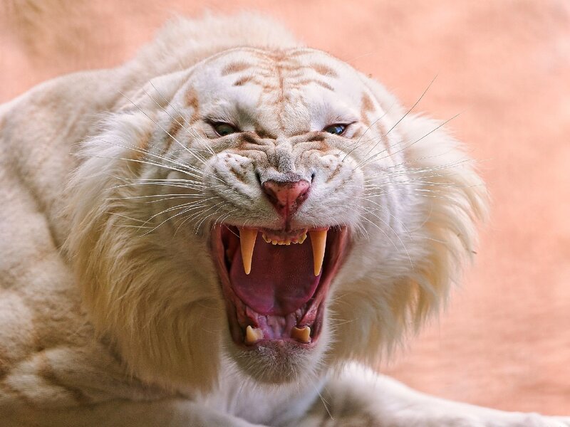 White Tiger Roaring — Aggressive, Photograph, Mouth
