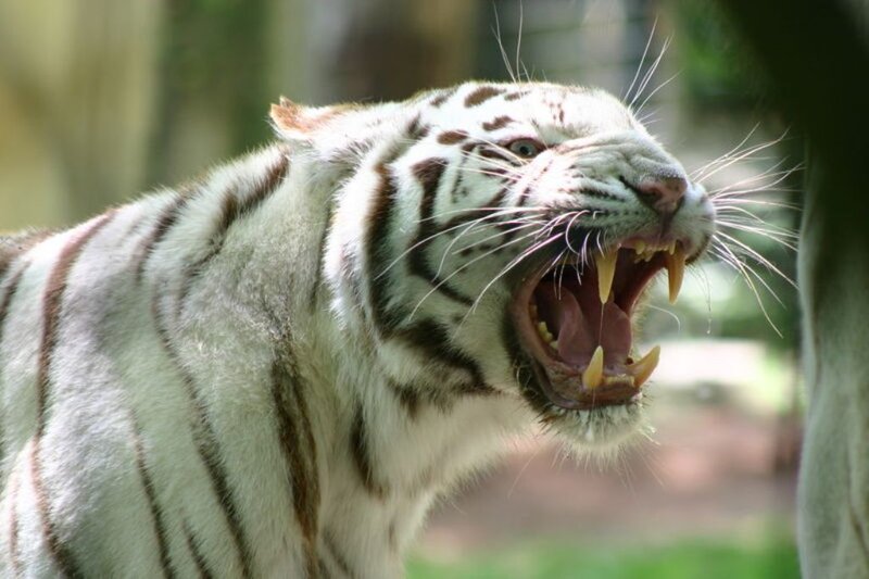White Tiger Roaring — Aggressive, Photograph, Open Mouth, Stripes, Black