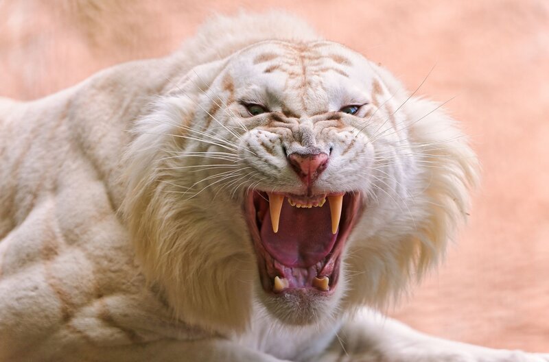 White Tiger Roaring — Aggressive, Photograph, Open Mouth