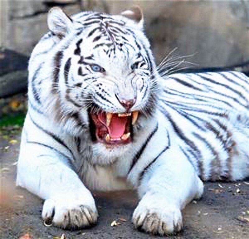 White Tiger Roaring — Aggressive, Photograph, Stripes, Ground