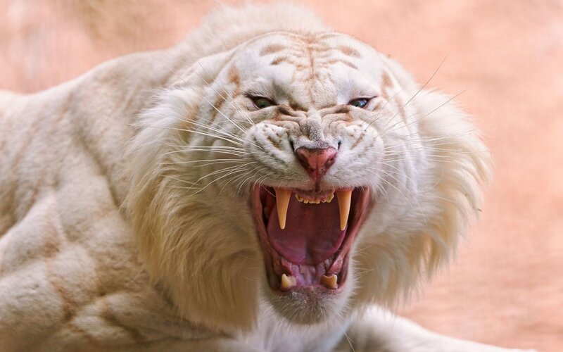 White Tiger Roaring — Aggressive, Photograph, Teeth