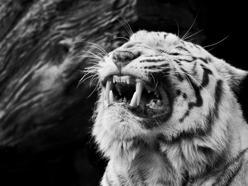 White Tiger Roaring — Black