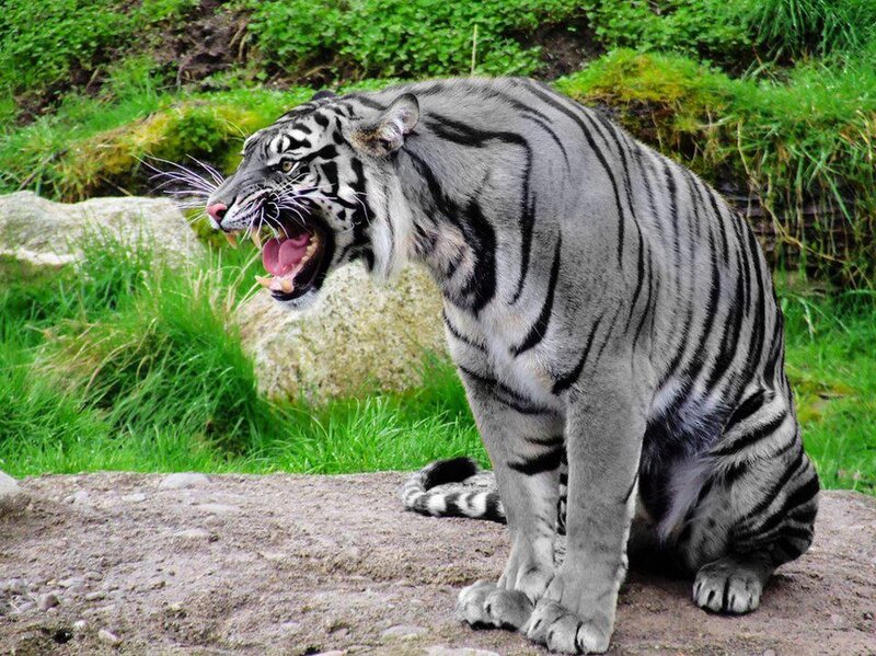 White Tiger Roaring — Gray, Aggressive