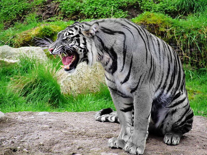 White Tiger Roaring — Gray
