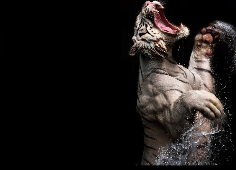white tiger roaring in water