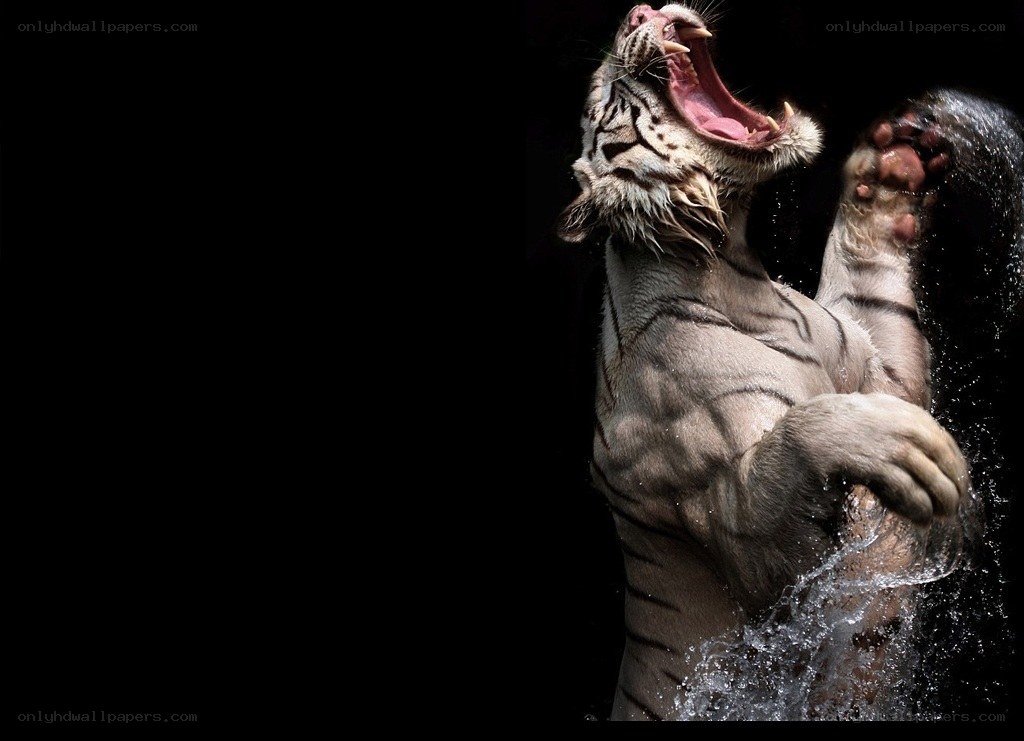 white tiger roaring in water