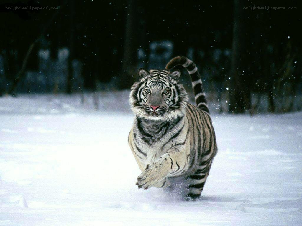 White tiger running in snow