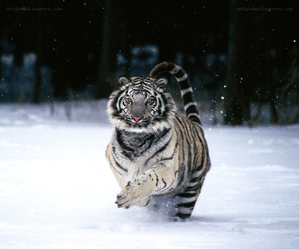 White tiger running in snow