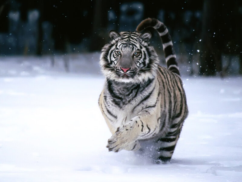 White Tiger Running