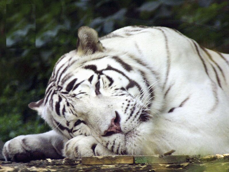 White Tiger Sleeping — Calm